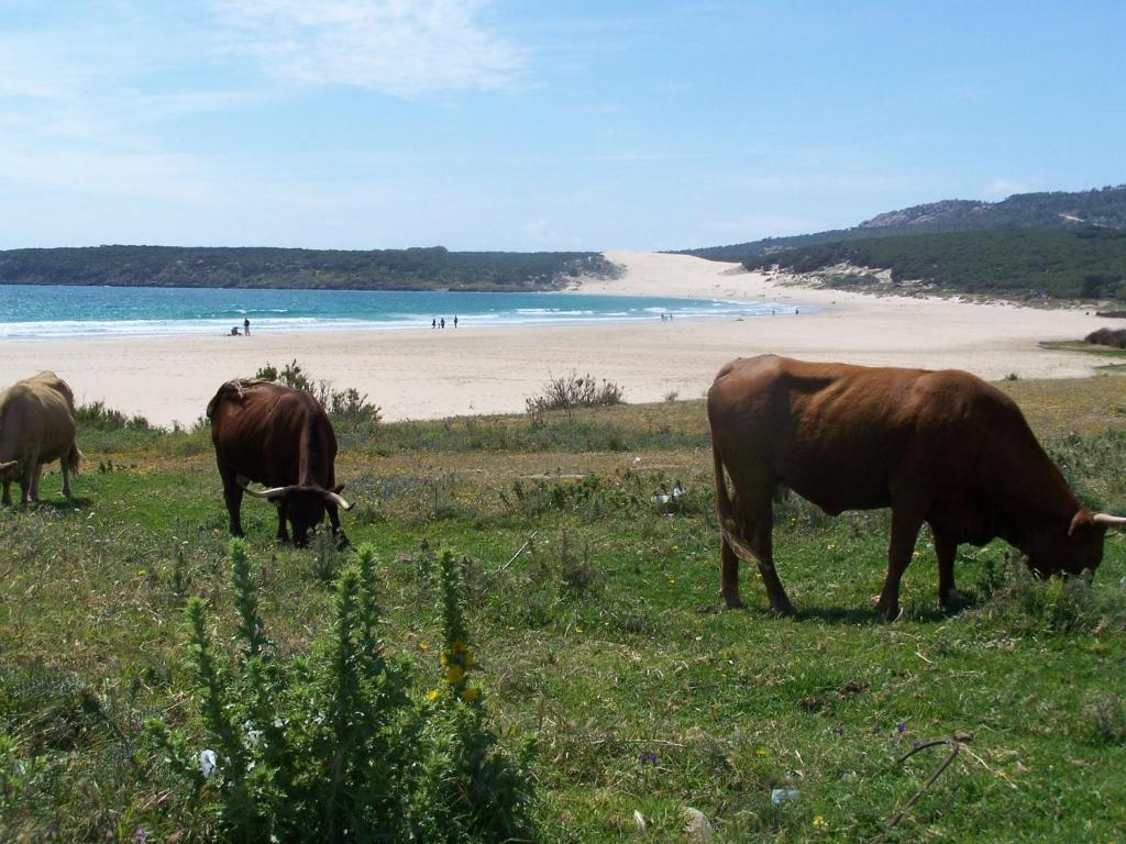 Vivienda Turistica De Alojamiento Rural Silla Vieja Vejer de la Frontera Buitenkant foto